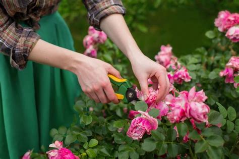 Cara Merawat Tanaman Bunga Mawar Dengan Benar Primaberita Prima Berita