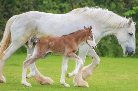 Name The Adorable Shire Foal Born Five Days Ago At Avon Valley