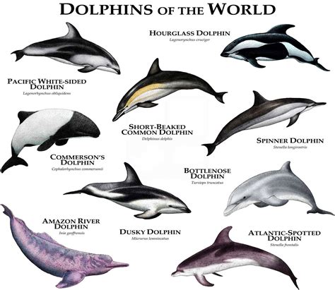 Dolphins Of The World Poster Print Etsy