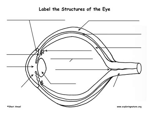 Vision And The Structure Of The Eye