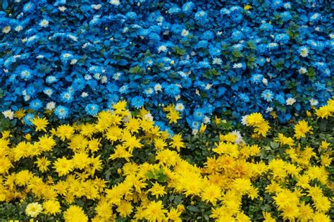 Premium Photo Close Up Of Yellow And Blue Flowers In A Garden