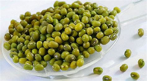 Pati inilah yang membuat bubur kacang hijau mengental. Laporan Biologi - Perkecambahan Kacang Hijau - Berbagi ...