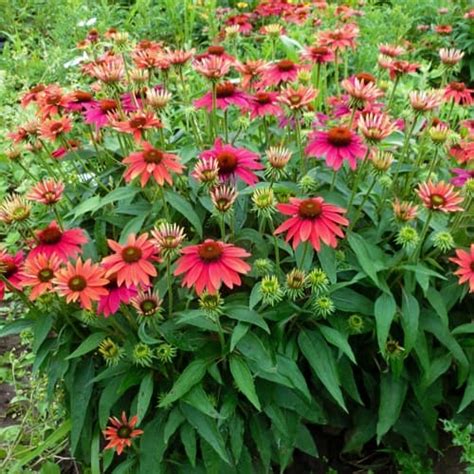 Shade Flowers That Deer Will Not Eat 16 Deer Resistant Perennials That Won T Be On The