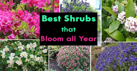 With Careful Planning And Design You Could Have Your Shrubs Flowering
