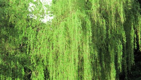 Weeping Willow Tree Diseases