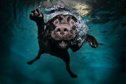 Labrador Retriever Funny Dog Lab Underwater Labs