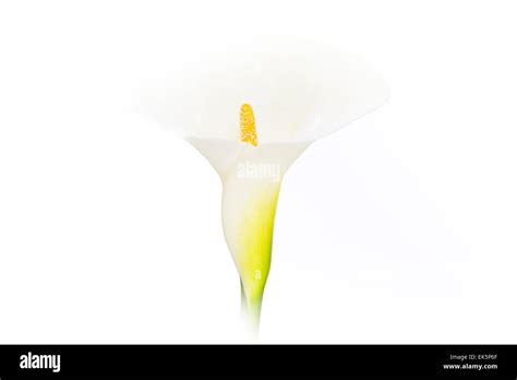 Yellow Calla Lily Cut Out Stock Images Pictures Alamy