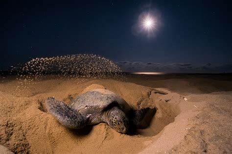5 Sea Turtle Success Stories — See Turtles