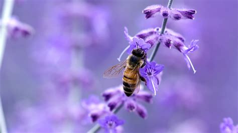 2560x1440 Resolution Honey Bee On Lavender Flower Hd Wallpaper