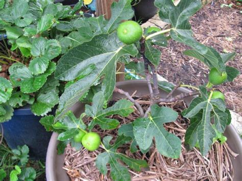 The best fertilizer for fruit trees should contain a balanced ratio of these three ingredients. Forum: Best Fruit Tree To Pot