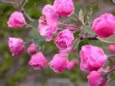 This planting zone map will teach you everything you need to know about plant hardiness and growing zones. Brandywine Crabapple tree. Zone 4-7 | Crabapple tree ...