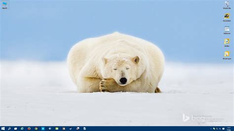 Microsoft Celebrates Polar Bear Day With Absolutely