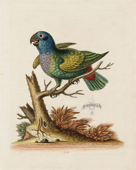 Antique print purple capped lory or lorikeet lorius domicella parrot c1874 19th. The Blue-headed Parrot from George Edwards Antique Parrot ...
