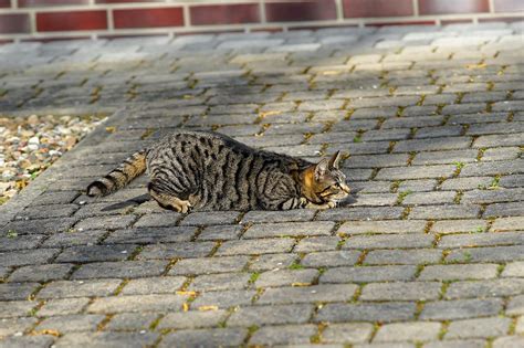 How Long Are Cats In Heat Heres What To Expect Excited Cats