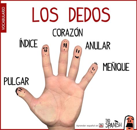 El Nombre De Los Dedos En Español Vocabulario Español Vocabulario En