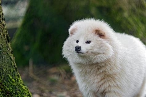 Cute Fluffy White Raccoon Dog I Like The Composition Of Th Flickr