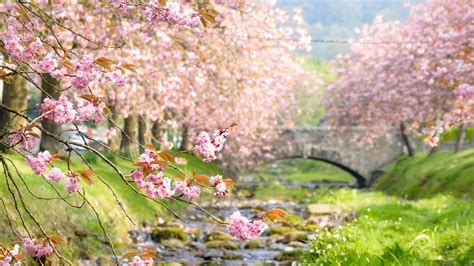Cherry Blossoms 4k Wallpaper Images
