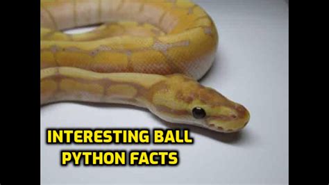 Interesting Ball Python Facts Youtube