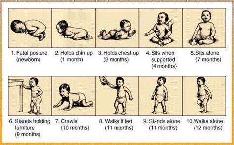 Stage 1 baby food is typically for babies who are between the ages of 4 months and 6 months. Child Development Stages from Birth to 7 years | LEARNANDBLOOM
