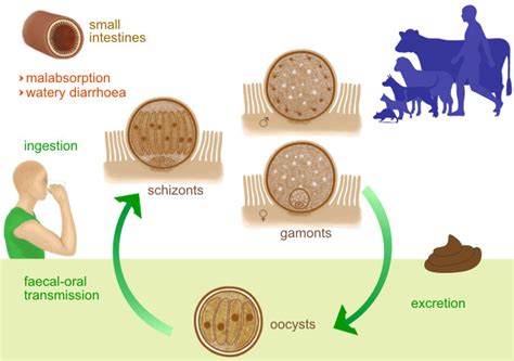Most people who have healthy immune systems will recover. Cryptosporidium spp.