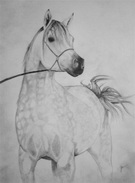 Dessin chevaux portrait dessin cheval chevaux Animaux Crayon  Pur sang