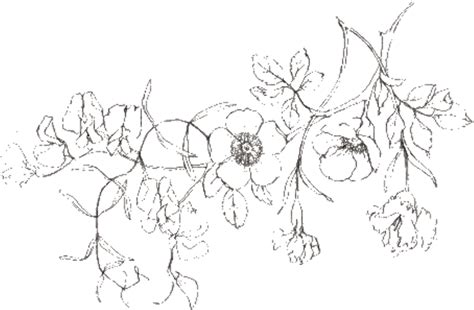 Download High Quality Flower clipart minimalist Transparent PNG Images