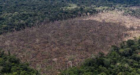 2021年1月、wwfは世界の森林の現状をまとめた報告書『森林破壊の最前線』を発表しました。 最前線 とは、森林が急速に失われ、かつ残された