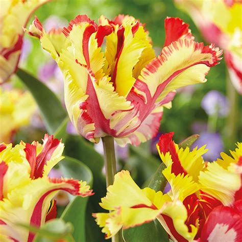 Maybe you would like to learn more about one of these? Parrot Tulip Bulb Collection from Mr Fothergill's Seeds ...