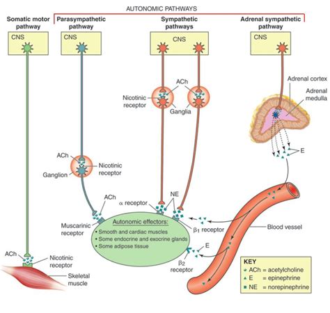 Physiology Of The Autonomic Nervous System Anatomy And Physiology I