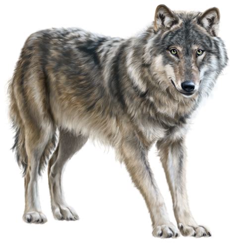 Morphologically it is intermediate between the coyote (canis latrans) and gray wolf (canis lupus), and is very closely related to the eastern wolf (canis lupus lycaon) of eastern canada. Wolf PNG