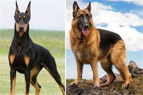 German Shepherd Vs Doberman Pinscher Breed Comparison
