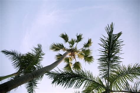 Coconut Palm Trees Bottom Up View In Backlit Stock Image Image Of