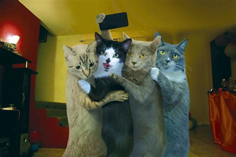 Funny Cat Desktop Wallpaper Related Keywords Suggestions Funny Cat