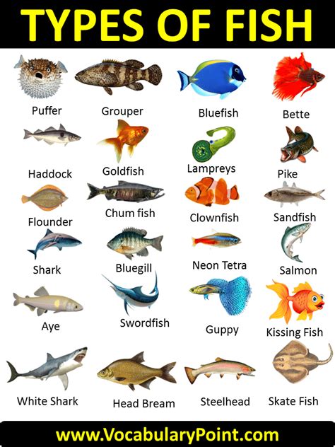 100 Types Of Fish List Of Fish Names With Pictures Vocabulary Point