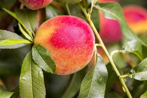 Fresh Peach Tree Peaches Ripe For Picking In A Peach Orchard Stock