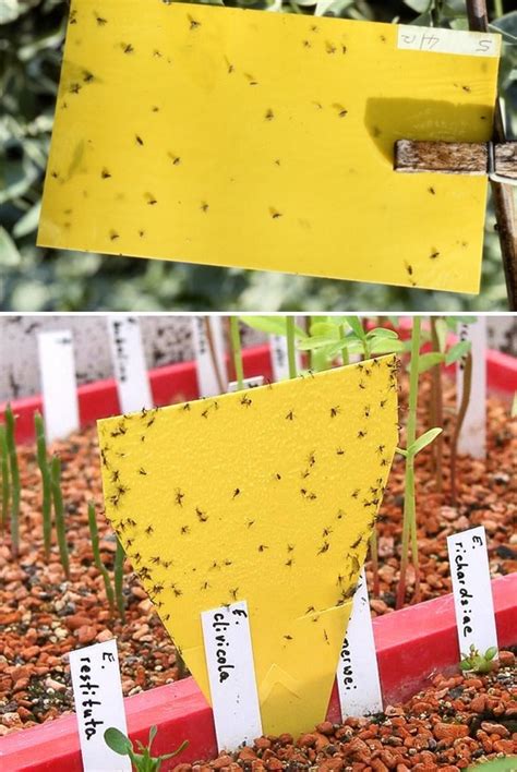 How To Kill Fungus Gnats