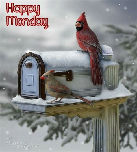 Happy Monday Cardinal Birds Beautiful Birds Bird