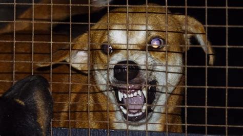 Rabies