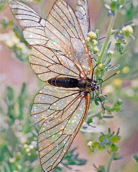 🖤 Aesthetic Butterfly Wallpaper Live 2021