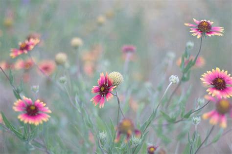 Wildflowers By Stocksy Contributor Amy Covington Stocksy