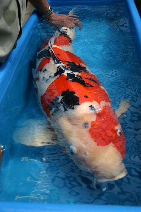 🔱 — Hungrykoi Jay Zus Now That Is A Jumbo Koi Koi Fish Koi