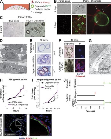 Co Cultures Of Mouse Pscs And Pancreatic Cancer Organoids Recapitulate