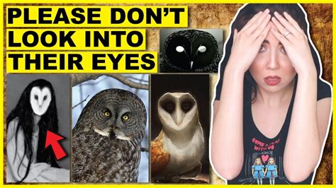 Why You Should NEVER Look At An Owl YouTube