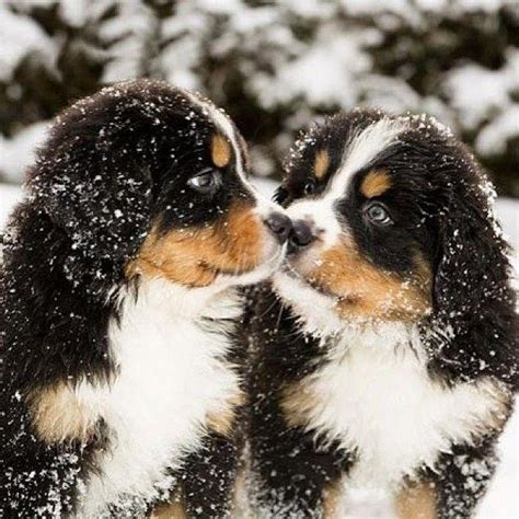 Puppies For All On Instagram Tag Your Nuzzle Buddy