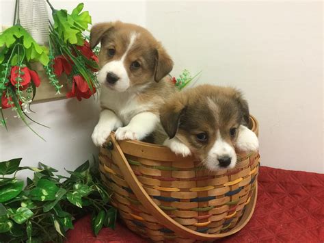 Find 1000s of puppies for sale in usa from trusted breeders. Pembroke Welsh Corgi Puppies For Sale | West Palm Beach ...