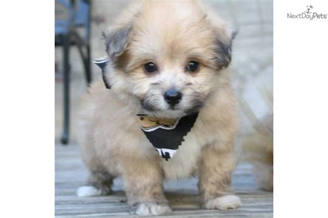 Vitamin k helps in absorbing. Meet Peanut a cute Pomeranian puppy for sale for $350. Peanut Pomapoo Girl