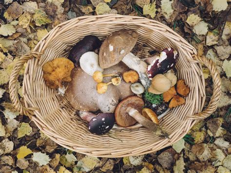 Louisiana Mushroom Identification The Complete Hunting Guide Peachtown