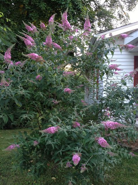 Butterfly Bush Varieties A Comprehensive Guide