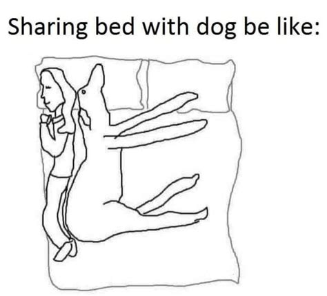 Sharing Bed With Dog Memes