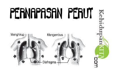 Rongga dada dan rongga perut dipisahkan oleh skat yaiu diafragma. Mekanisme Pernapasan Dada dan Pernapasan Perut